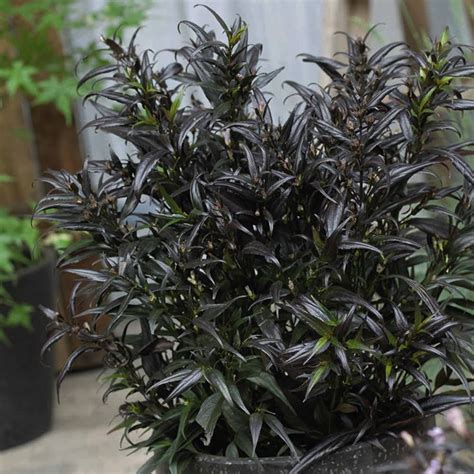 Strobilanthes Plant Brunetthy Dobies The Keen Gardener S Choice For