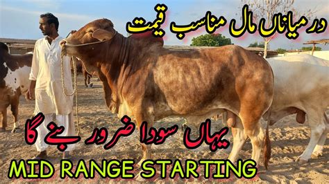 Mid Range Starting Darmiyana Maal Munsaib Qeemat Jr Cattle Farm