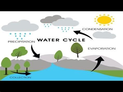 Water Cycle | Brain and Body Builders | Jack Hartmann - YouTube Water ...