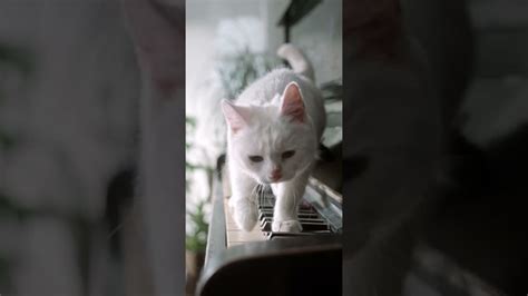 Cat Walking On Piano Youtube