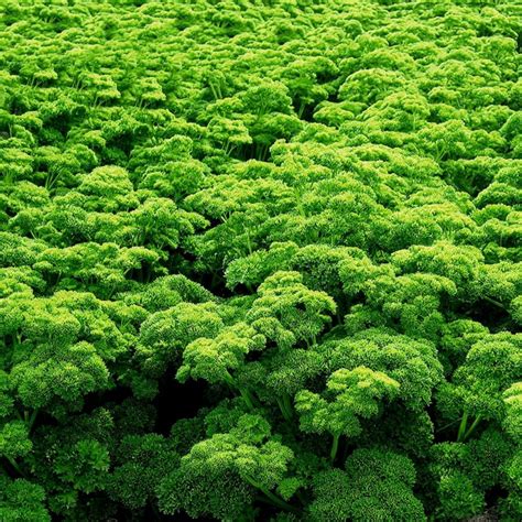 Parsley Seeds Mooskrause Price