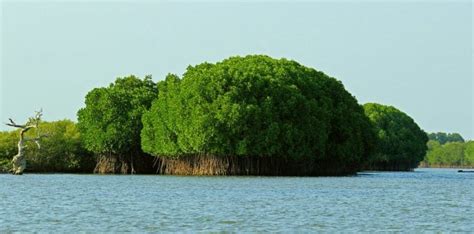 hutan bakau yang merupakan kedua terbesar di dunia - LucataroDuran