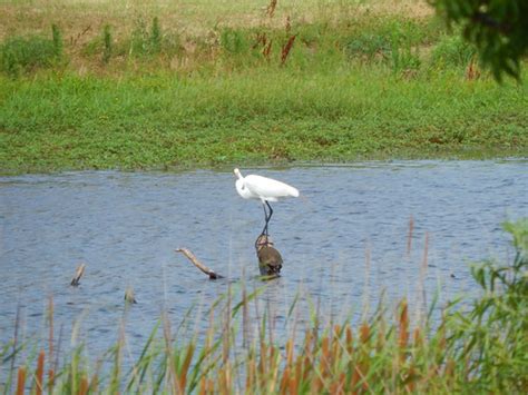 Dscn Great White Egret On Stump Turtle Stoneridge La Flickr