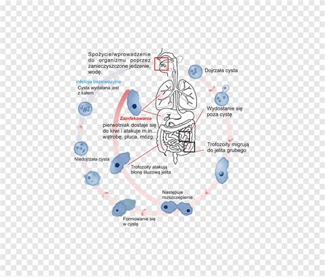 Daur Hidup Entamoeba Histolytica