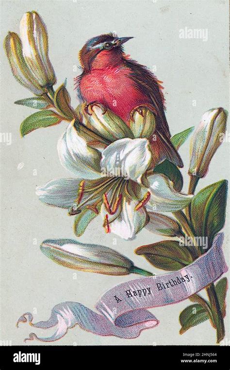 Vintage Bird illustrations Stock Photo - Alamy