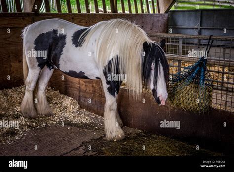 Horse eating hay Stock Photo - Alamy