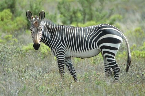 Equus Zebra Zebra