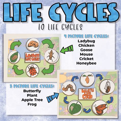 Life Cycle Interactive Boards Marlie Rosenberg