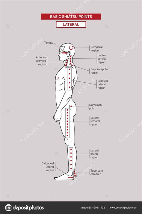 Point D acupression Shiatsu Basique Vue Latérale Corps Masculin Vecteur