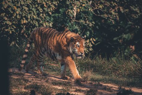 Photo Of Tiger Walking Near Grass · Free Stock Photo