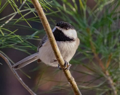 Carolina Chickadee - FeederWatch