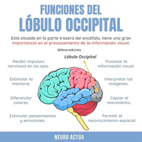 Lóbulo occipital anatomía características y funciones Hot Sex Picture