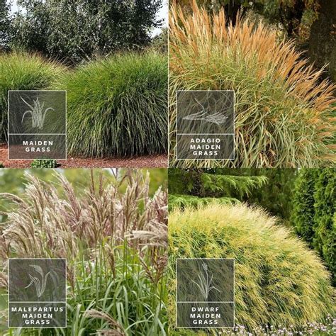 Ornamental Grasses How To Prune And Maintain Them