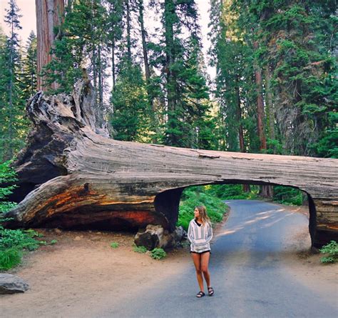 Qué Ver En Sequoia National Park