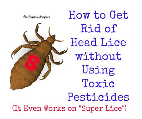 Chemical-Free Head Lice Removal - The Organic Prepper