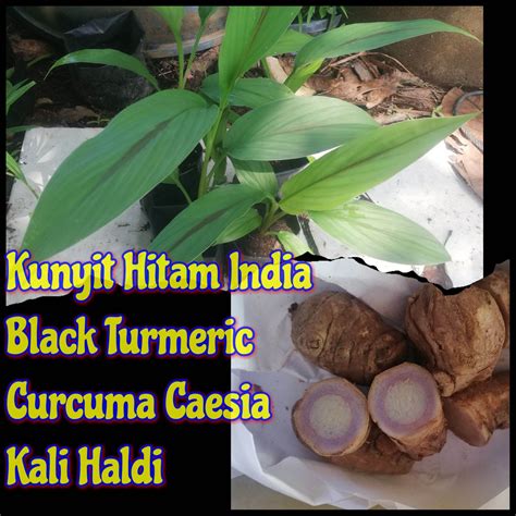 Promo Akhir TahunAnak Pokok Kunyit Hitam Asli Curcuma Caesia Lazada