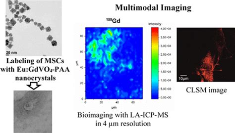 用于细胞标记和多峰成像的多功能稀土元素纳米晶体acs Biomaterials Science And Engineering X Mol