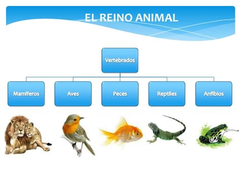 Reino Animal