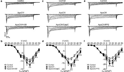 Pka Or Src Kinase Inhibition Marginally Reduces But Pkc Inhibition Does