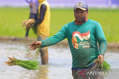 Sektor Pertanian Sumbang Pdb Kuartal Iii 12 91 Persen Antara News