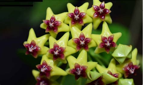 Hoya Cumingiana Tropics Home