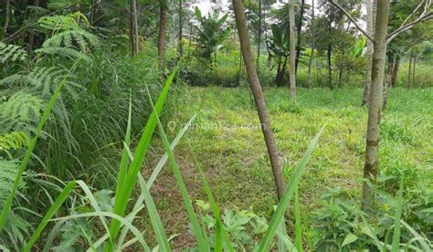 Jual Tanah Kebun Di Boyolali Harga Terbaru