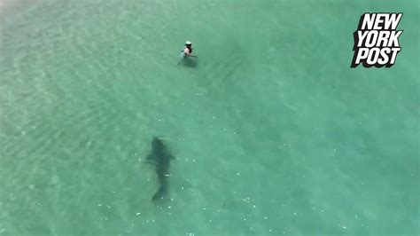 Tiger Shark Charges Unsuspecting Swimmer In Chilling Drone Video New