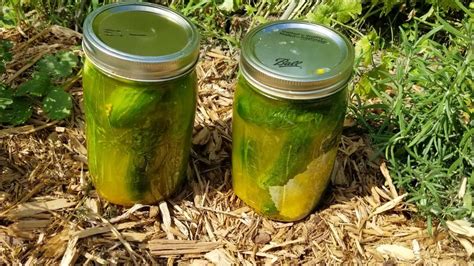 Sunshine Dill Pickles Youtube