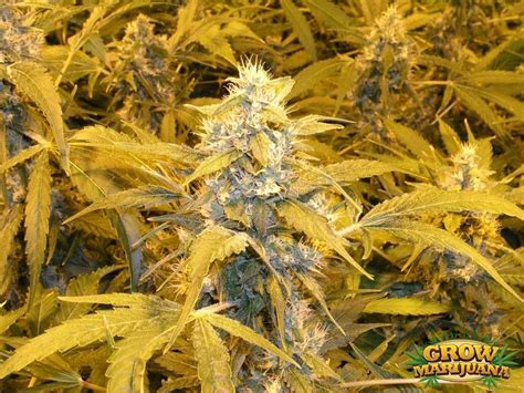 Swiss Cheese Seeds Strain Review Grow