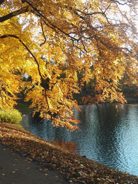 Free Images Tree Water Nature Branch Sunlight Morning Leaf