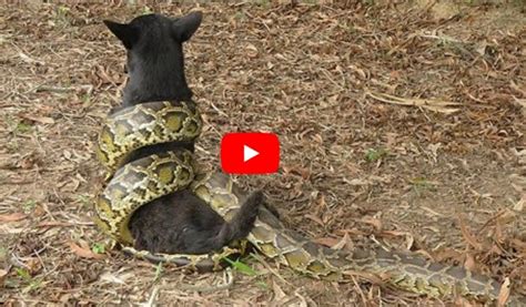 Terrifying! The Farmer Found Giant Python Snake Attacks Dog At The ...