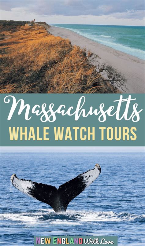 Whale Watching In Massachusetts Is A Must Do Item On A New England