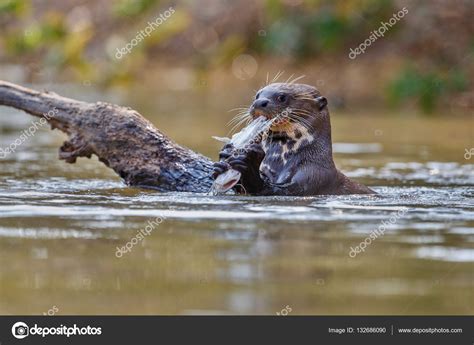 Giant river otter in the nature habitat — Stock Photo © Photocech #132686090