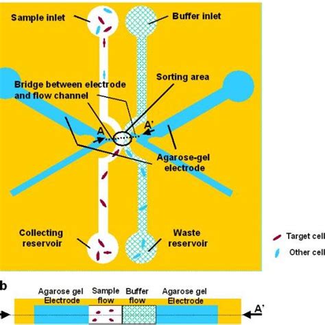 Whole structure of on-chip cell sorter. | Download Scientific Diagram