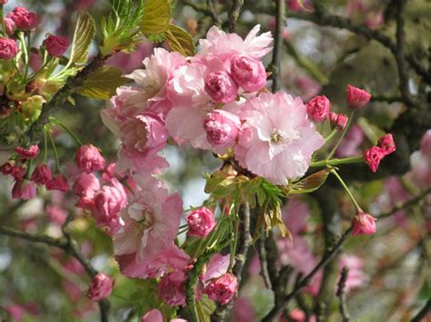 Pink Perfection Flowering Cherry Prunus Serrulata Pink Perfection