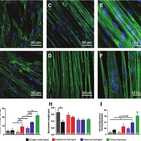 Myotube Formation After Days Of Differentiation Shown By Fluorescence