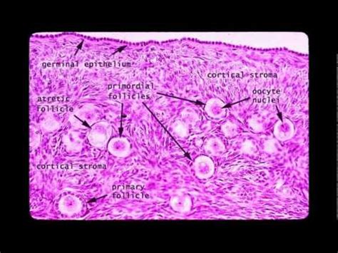 Female Reproductive System Histology