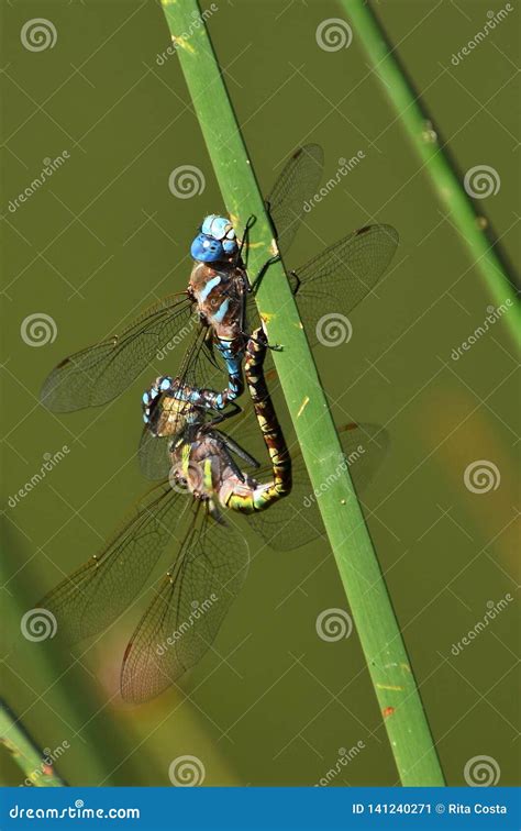 Dragonflies Mating Stock Image Image Of Detail Dragonfly 141240271