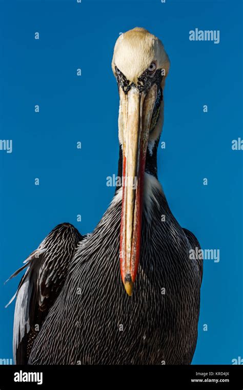 Peruvian Pelican Front View In Paracas Peru Stock Photo Alamy