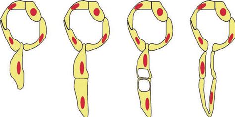 Stages Of Angiogenesis Capillary Sprouting Cross Section From Left