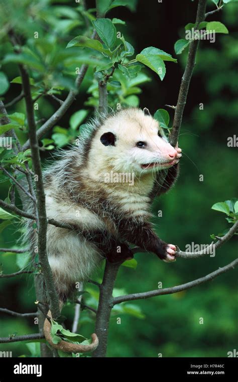 Common Opossum Didelphis Fotograf As E Im Genes De Alta Resoluci N Alamy