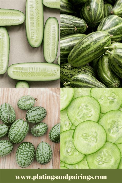 Vining Cucumber Varieties