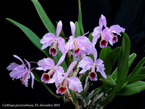 Cattleya Percivaliana Par Eric Cattleya Beautiful Orchids Orchids