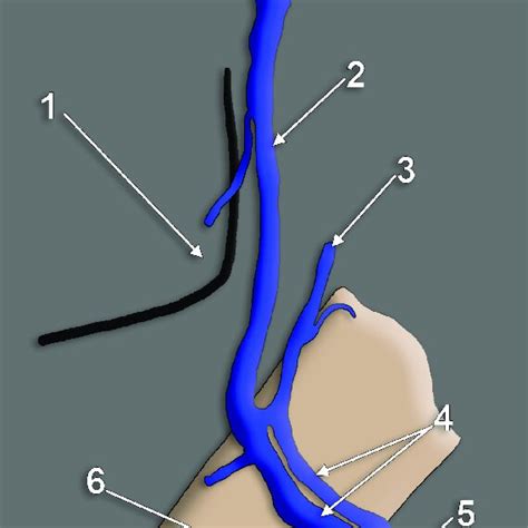 Right External Jugular Vein Ejv Three Dimensional Volume Rendering Download Scientific