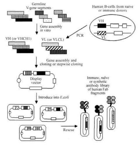 Focus 噬菌体展示技术——合成生物学的实力新星 知乎