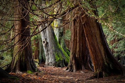 Nature Photo Tours on Vancouver Island - Salish Sea Nature Connections