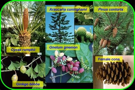 Daftar Taksonomi Spermatophyta Biologipedia