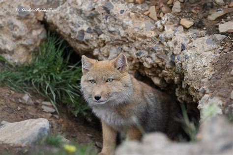 Tibetan fox | Tibetan fox, Wildlife tour, Wild dogs