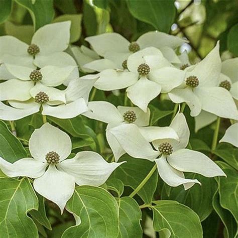 Cornus Kousa Robert S Select Cornouiller Du Japon Tr S Florif Re Aux