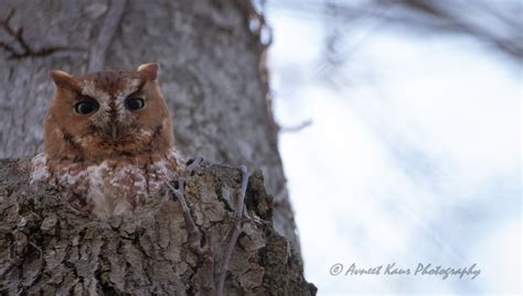 Red Morph Easter Screech Owl Great Bird Pics